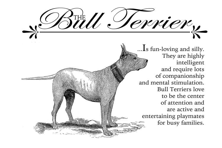 Vintage Bull Terrier Storybook Style by Traci Anderson wall art