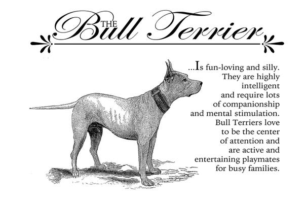Vintage Bull Terrier Storybook Style
