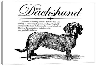 Vintage Dachshund Storybook Style Canvas Art Print - Dachshund Art
