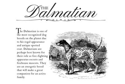 Vintage Dalmatian Storybook Style by Traci Anderson metal wall art