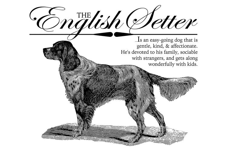 Vintage English Setter Storybook Style by Traci Anderson wall art