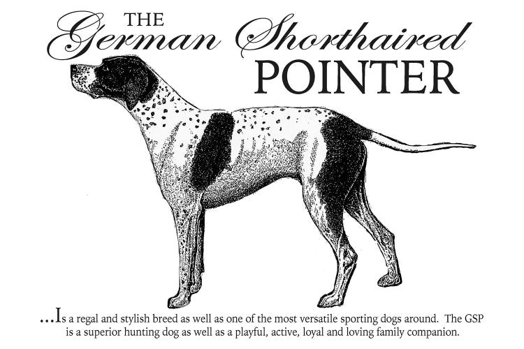 Vintage German Shorthaired Pointer Storybook Style