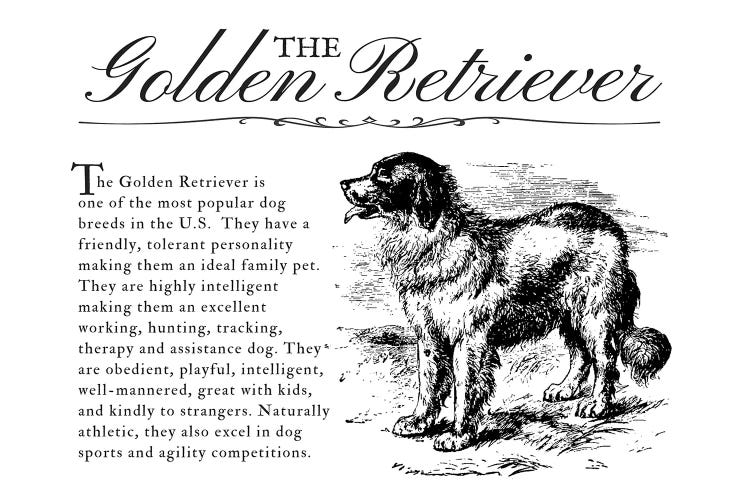 Vintage Golden Retriever Storybook Style