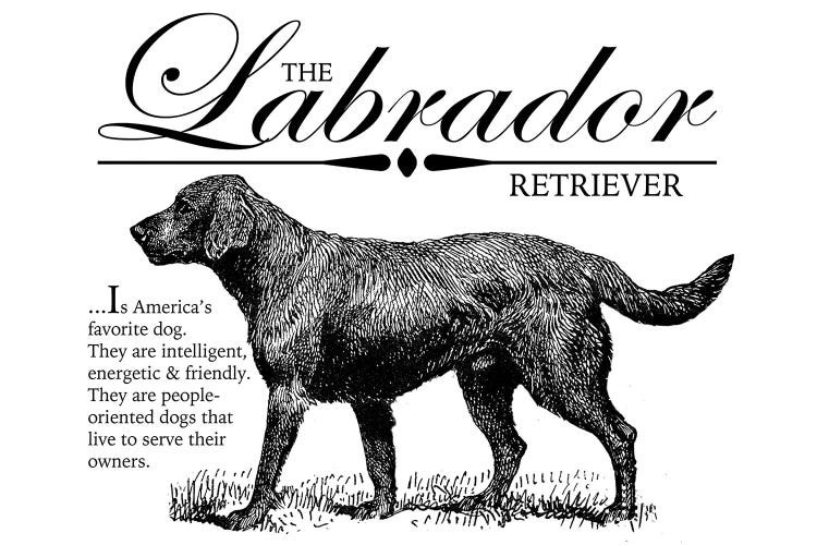 Vintage Labrador Retriever Storybook Style