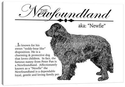 Vintage Newfoundland Storybook Style Canvas Art Print - Newfoundlands