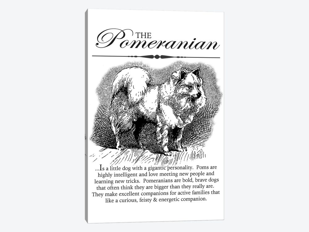 Vintage Pomeranian Storybook Style by Traci Anderson 1-piece Canvas Art