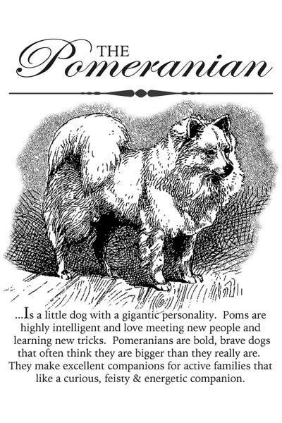 Traci Anderson: Vintage Pomeranian Storybook Style by Traci Anderson