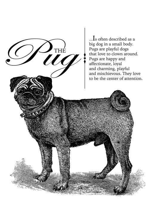 Vintage Pug Storybook Style