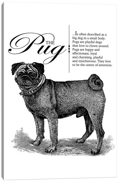 Vintage Pug Storybook Style Canvas Art Print - Pug Art