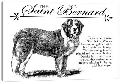 Vintage Saint Bernard Storybook Style Canvas Art Print - St. Bernard Art