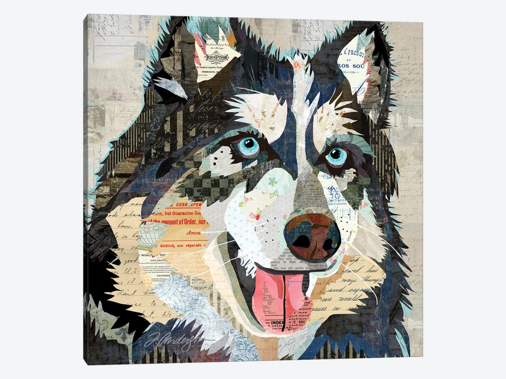 Steely Eyed Siberian Husky by Traci Anderson 1-piece Canvas Art Print