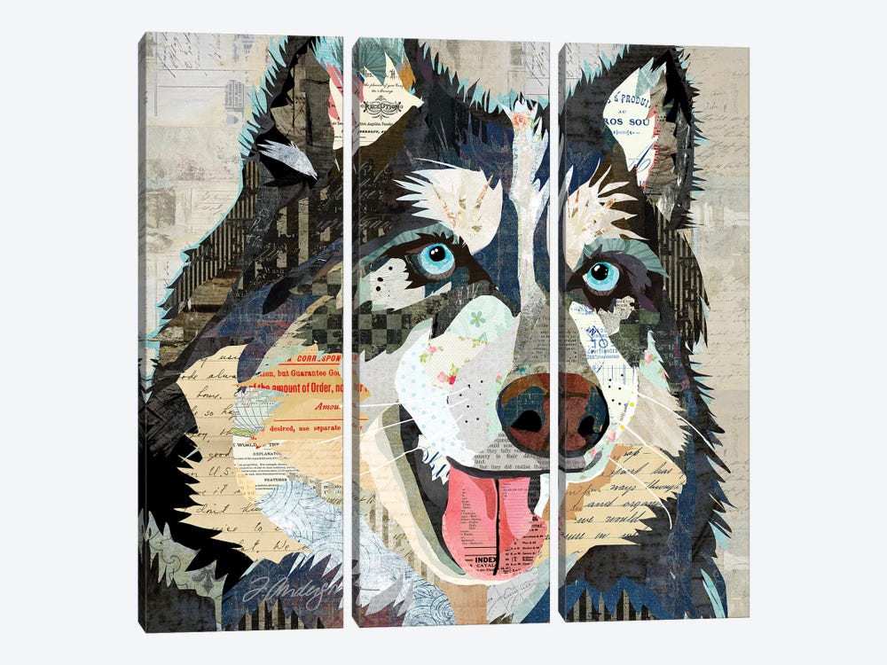 Steely Eyed Siberian Husky by Traci Anderson 3-piece Canvas Print