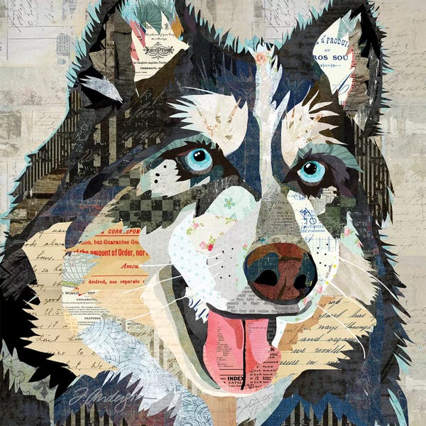 Siberian Huskies: Steely Eyed Siberian Husky by Traci Anderson