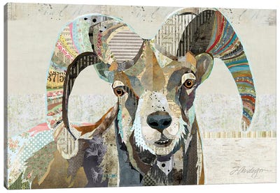 Wild Bighorn Sheep II Canvas Art Print - Traci Anderson