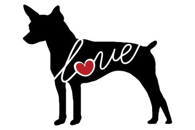 Toy Fox Terriers