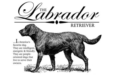 Lab I by Traci Anderson framed wall art