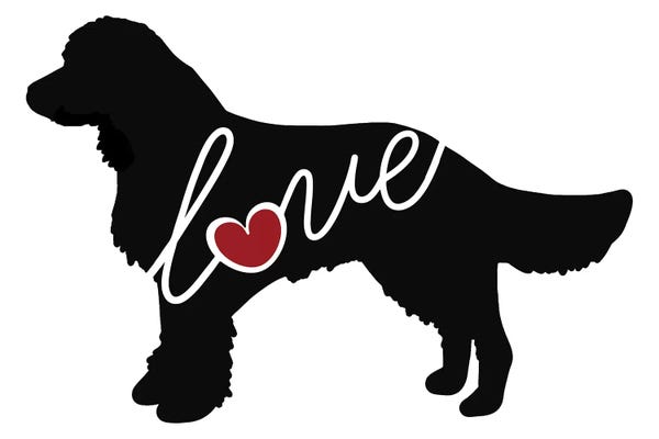 Spaniels: American Water Spaniel by Traci Anderson