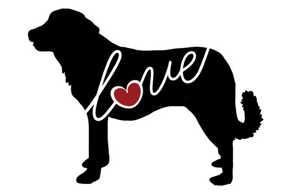 Anatolian Shepherd Dogs