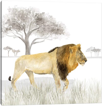 Serengeti Lion Square Canvas Art Print - Grass Art