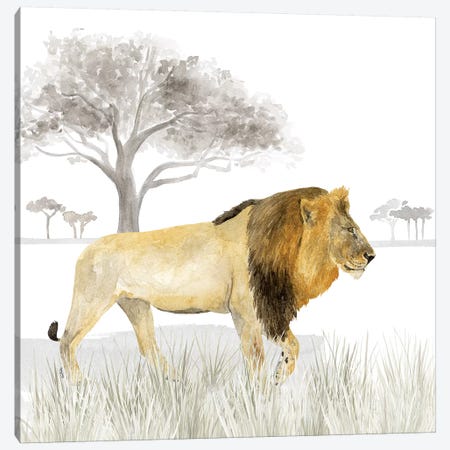 Serengeti Lion Square Canvas Print #TRE265} by Tara Reed Art Print