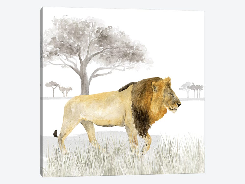 Serengeti Lion Square 1-piece Canvas Artwork