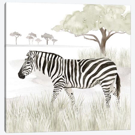 Serengeti Zebra Square Canvas Print #TRE266} by Tara Reed Canvas Art Print