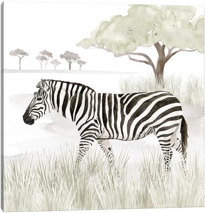 Serengeti Zebra Square Canvas Art Print - Tanzania