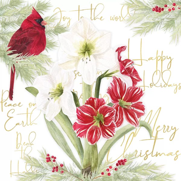 Amaryllis: Merry Amaryllis II by Tara Reed
