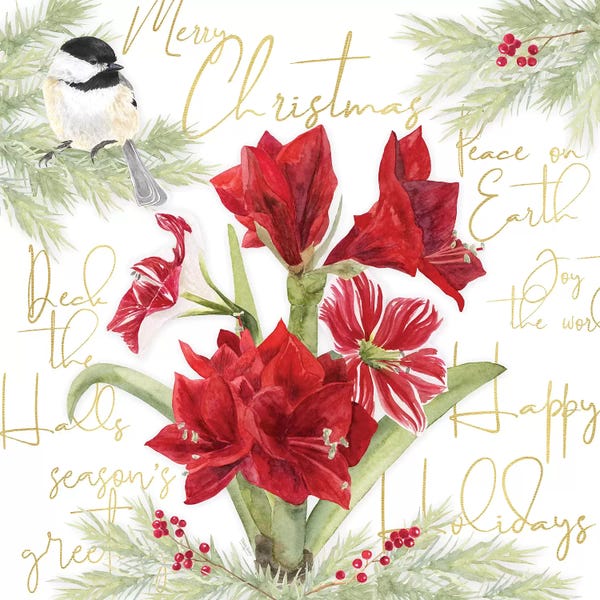 Amaryllis: Merry Amaryllis IV by Tara Reed
