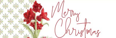 Merry Amaryllis panel I by Tara Reed acrylic art print