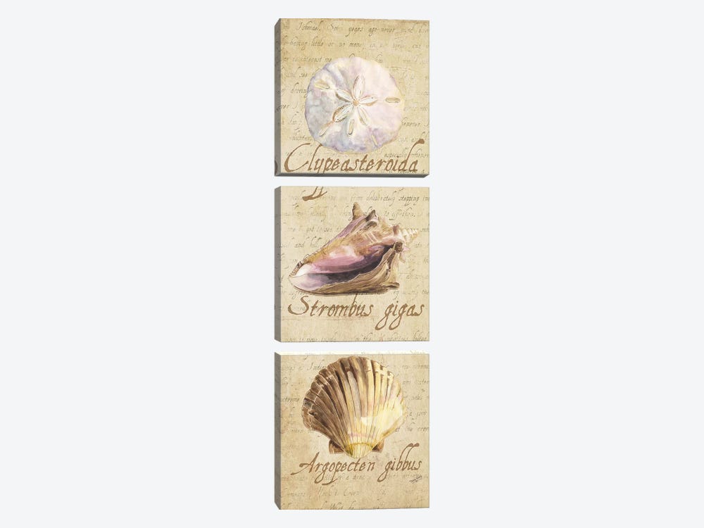 Oceanum Shell Beige Panel I by Tara Reed 3-piece Canvas Print