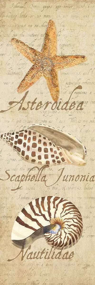 Oceanum Shell Beige Panel II by Tara Reed canvas print