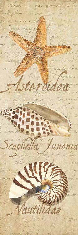 Oceanum Shell Beige Panel II by Tara Reed wall art