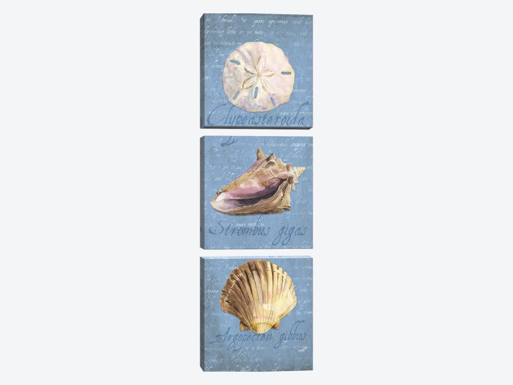 Oceanum Shell Blue Panel I by Tara Reed 3-piece Canvas Art Print