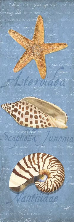 Oceanum Shell Blue Panel II by Tara Reed wall art
