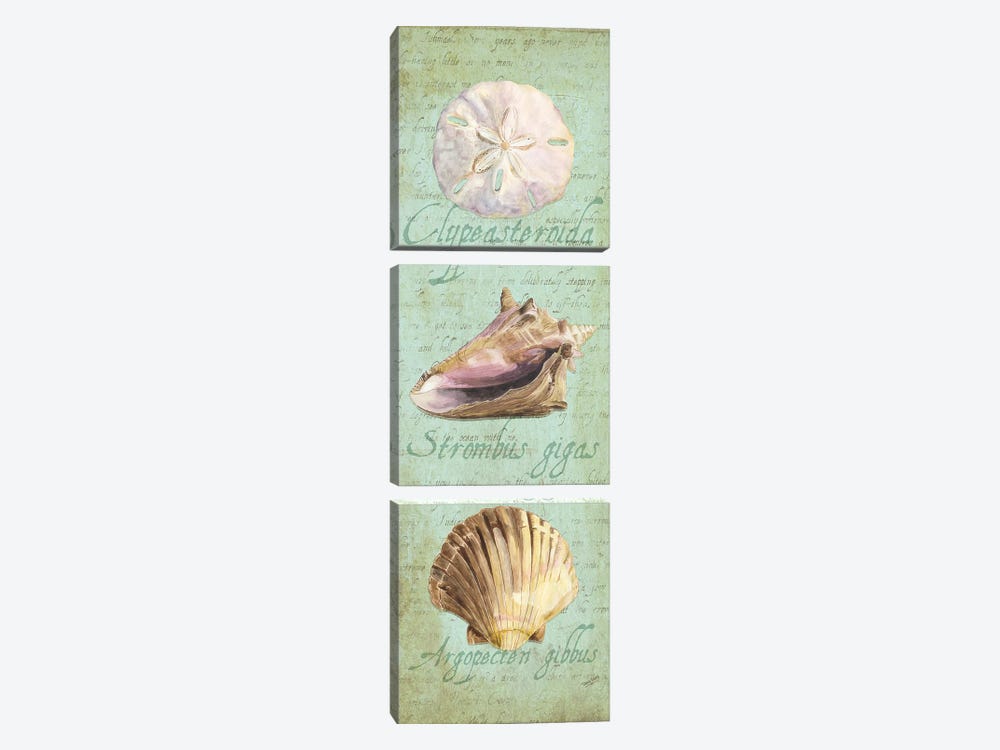 Oceanum Shell Green Panel I by Tara Reed 3-piece Art Print