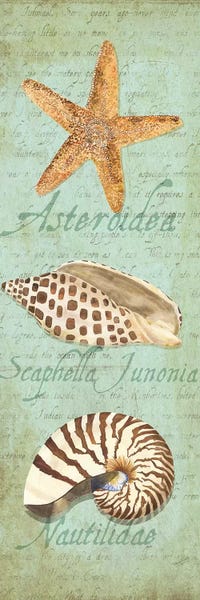 Starfish: Oceanum Shell Green Panel II by Tara Reed