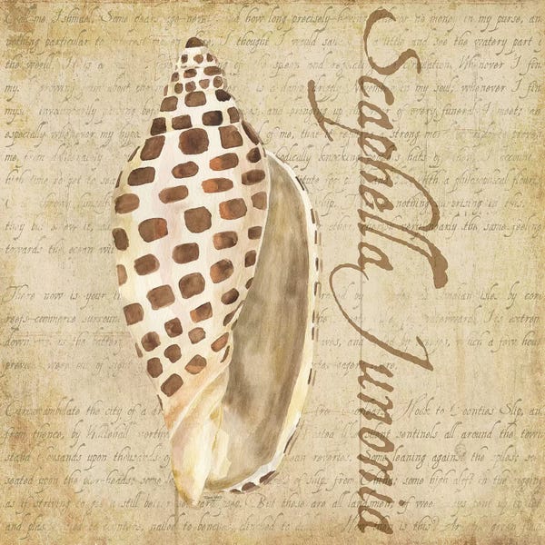 Tara Reed: Oceanum Shells Beige II by Tara Reed