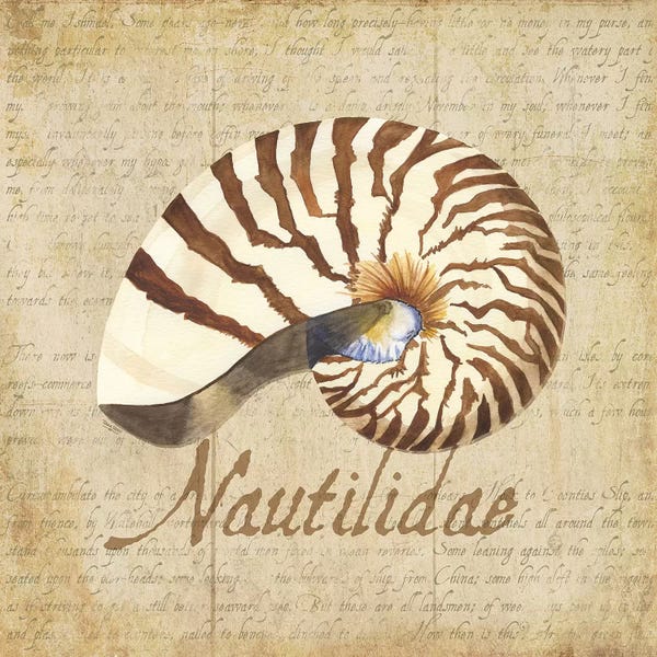 Sea Shells: Oceanum Shells Beige III by Tara Reed