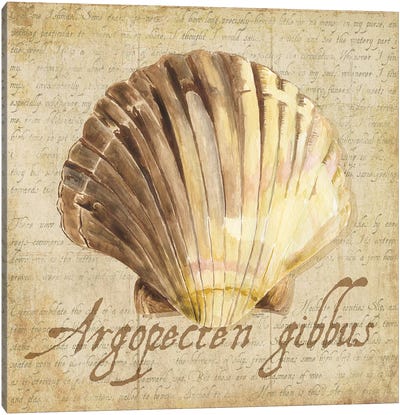 Oceanum Shells Beige V Canvas Art Print