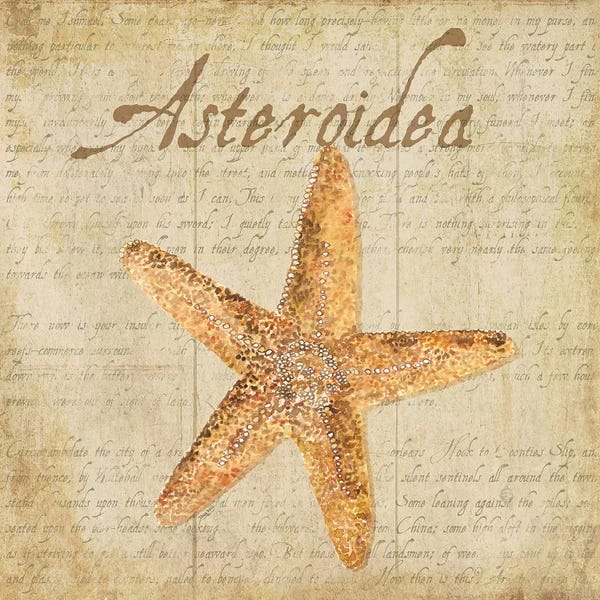 Starfish: Oceanum Shells Beige VI by Tara Reed