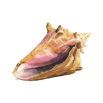 Oceanum Shells White I-Conch by Tara Reed metal wall art