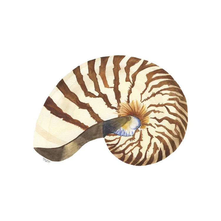 Oceanum Shells White III-Nautilus