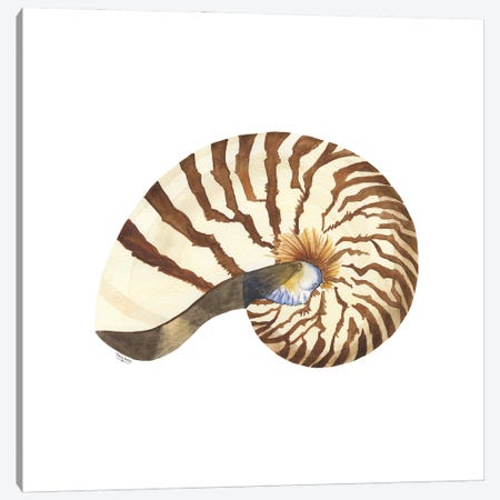 Oceanum Shells White III-Nautilus Canvas Print #TRE547} by Tara Reed Canvas Artwork