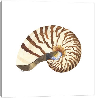 Oceanum Shells White III-Nautilus Canvas Art Print