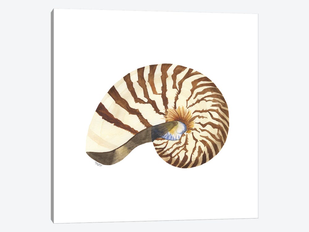 Oceanum Shells White III-Nautilus by Tara Reed 1-piece Canvas Art Print