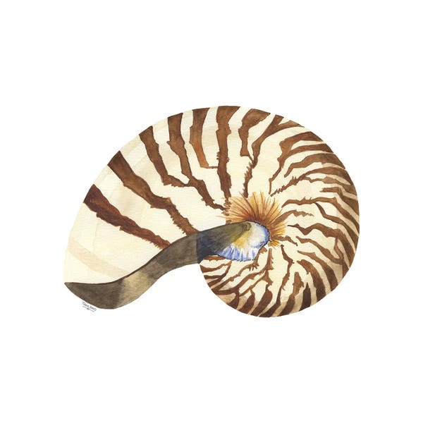 Nautiluses: Oceanum Shells White III-Nautilus by Tara Reed