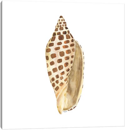 Oceanum Shells White II-Junonia Canvas Art Print - Sea Shell Art