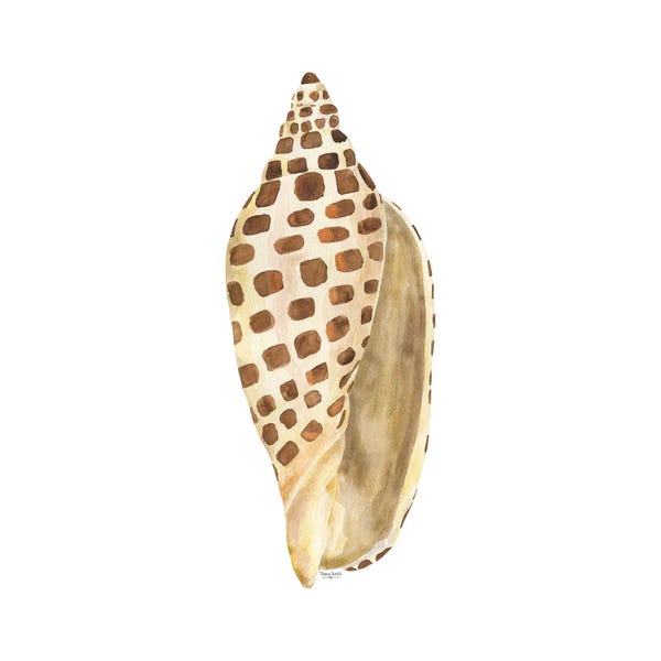 Tara Reed: Oceanum Shells White II-Junonia by Tara Reed