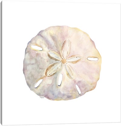 Oceanum Shells White IV-Sand Dollar Canvas Art Print - Sea Shell Art